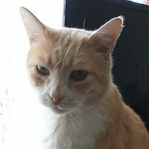 Meet your Posher, SlowRace